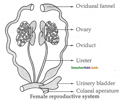 Samacheer Kalvi 11th Bio Zoology Guide Chapter 4 Organ and Organ Systems in Animals 2