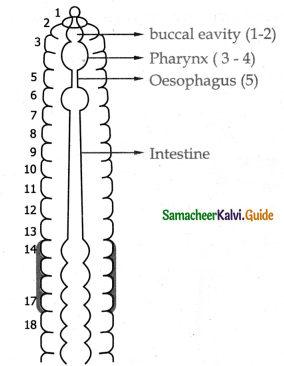 Samacheer Kalvi 11th Bio Zoology Guide Chapter 4 Organ and Organ Systems in Animals 7
