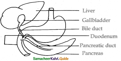 Samacheer Kalvi 11th Bio Zoology Guide Chapter 5 Digestion and Absorption 20