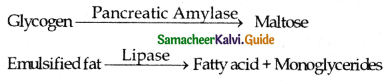 Samacheer Kalvi 11th Bio Zoology Guide Chapter 5 Digestion and Absorption 6