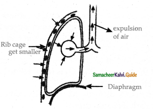 Samacheer Kalvi 11th Bio Zoology Guide Chapter 6 Respiration 3