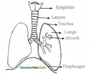 Samacheer Kalvi 11th Bio Zoology Guide Chapter 6 Respiration 4