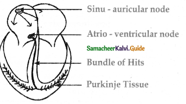 Samacheer Kalvi 11th Bio Zoology Guide Chapter 7 Body Fluids and Circulation 1