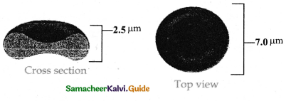 Samacheer Kalvi 11th Bio Zoology Guide Chapter 7 Body Fluids and Circulation 5