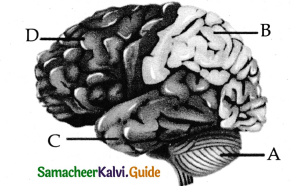 Samacheer Kalvi 11th Bio Zoology Guide Chapter 10 Neural Control and Coordination 6