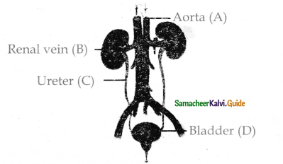 Samacheer Kalvi 11th Bio Zoology Guide Chapter 8 Excretion 10