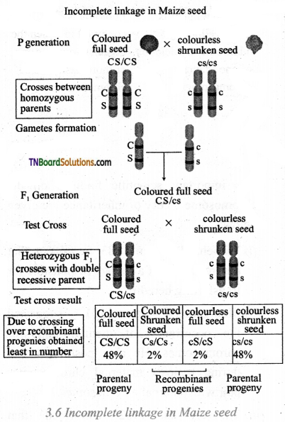 TN Board 12th Bio Botany Important Questions Chapter 3 Chromosomal Basis of Inheritance 2