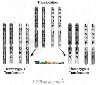 TN Board 12th Bio Botany Important Questions Chapter 3 Chromosomal Basis of Inheritance 5