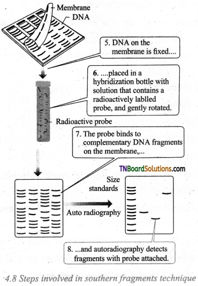 TN Board 12th Bio Botany Important Questions Chapter 4 Principles and Processes of Biotechnology 8