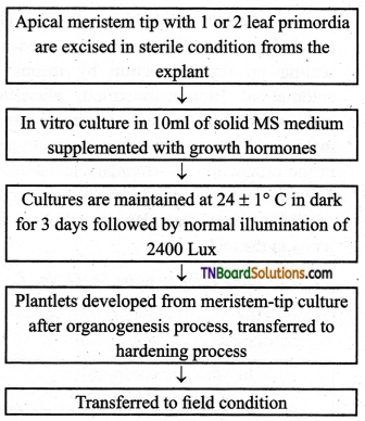 TN Board 12th Bio Botany Important Questions Chapter 5 Plant Tissue Culture 2