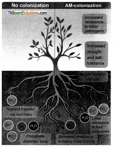 TN Board 12th Bio Botany Important Questions Chapter 9 Plant Breeding 1