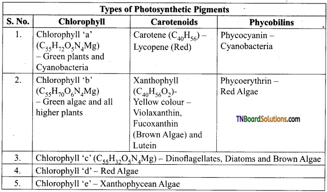 TN Board 11th Bio Botany Important Questions Chapter 13 Photosynthesis 3