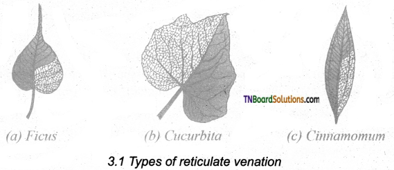 TN Board 11th Bio Botany Important Questions Chapter 3 Vegetative Morphology 1