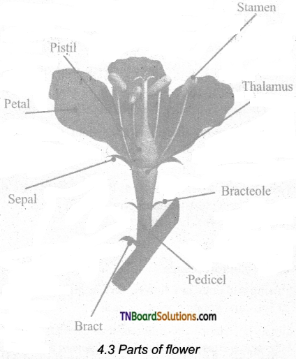 TN Board 11th Bio Botany Important Questions Chapter 4 Reproductive Morphology 1