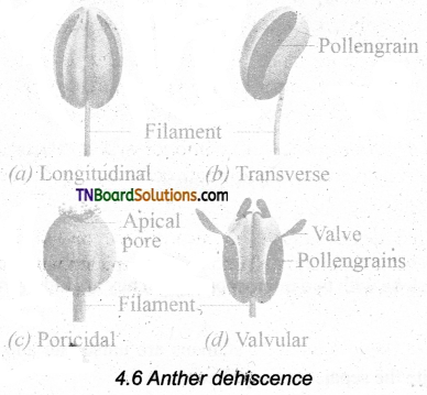 TN Board 11th Bio Botany Important Questions Chapter 4 Reproductive Morphology 4