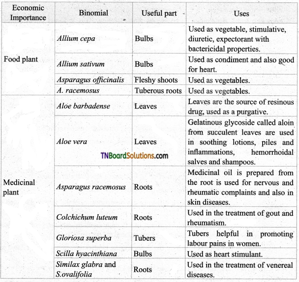 TN Board 11th Bio Botany Important Questions Chapter 5 Taxonomy and Systematic Botany 1