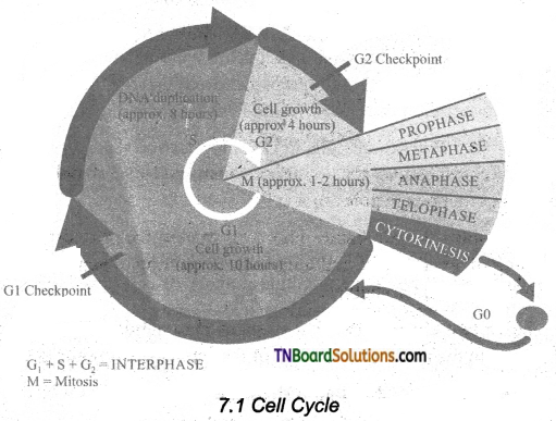 TN Board 11th Bio Botany Important Questions Chapter 7 Cell Cycle 1