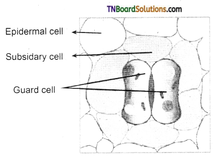 TN Board 11th Bio Botany Important Questions Chapter 9 Tissue and Tissue System 4