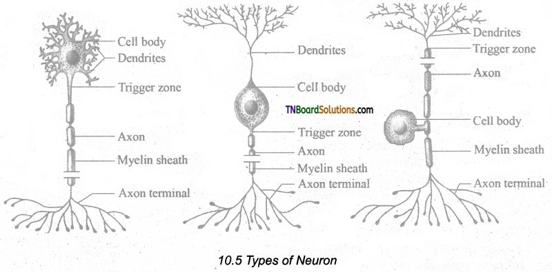 TN Board 11th Bio Zoology Important Questions Chapter 10 Neural Control and Coordination 2