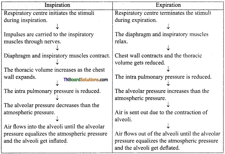 TN Board 11th Bio Zoology Important Questions Chapter 6 Respiration 4
