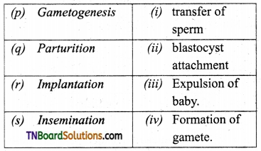 TN Board 12th Bio Zoology Important Questions Chapter 2 Human Reproduction 2