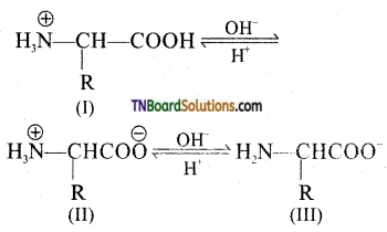 TN Board 12th Chemistry Important Questions Chapter 14 Biomolecules 25