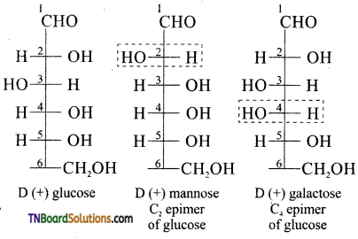 TN Board 12th Chemistry Important Questions Chapter 14 Biomolecules 27