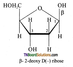TN Board 12th Chemistry Important Questions Chapter 14 Biomolecules 31