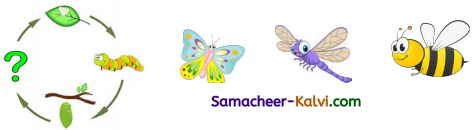 Samacheer Kalvi 3rd Standard English Guide Term 1 Chapter 2 The Insects 11