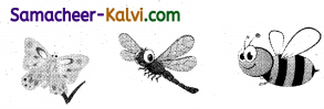 Samacheer Kalvi 3rd Standard English Guide Term 1 Chapter 2 The Insects 12