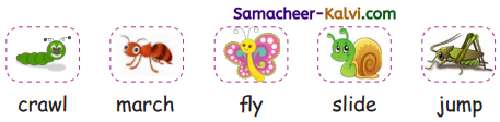 Samacheer Kalvi 3rd Standard English Guide Term 1 Chapter 2 The Insects 13