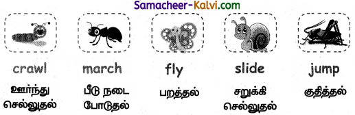 Samacheer Kalvi 3rd Standard English Guide Term 1 Chapter 2 The Insects 14