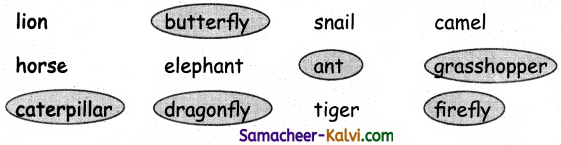 Samacheer Kalvi 3rd Standard English Guide Term 1 Chapter 2 The Insects 16