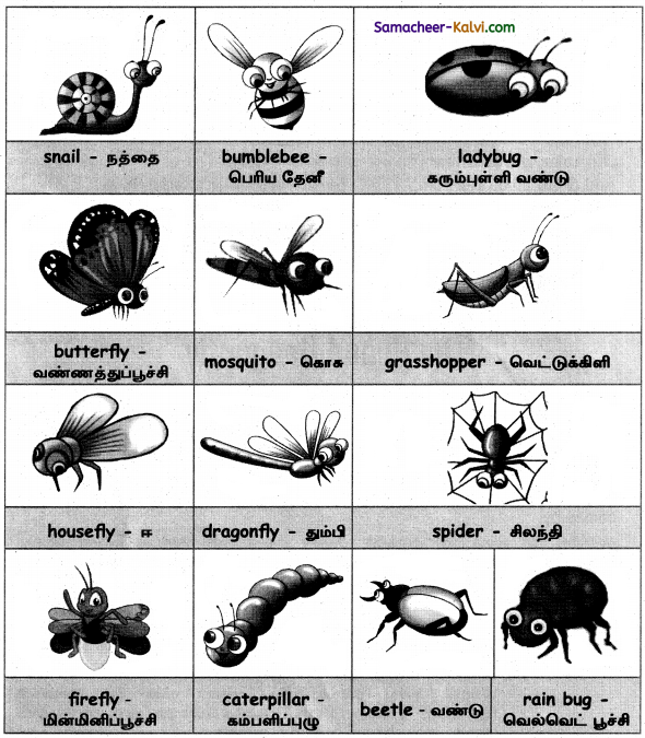 Samacheer Kalvi 3rd Standard English Guide Term 1 Chapter 2 The Insects 3