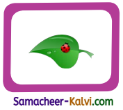 Samacheer Kalvi 3rd Standard English Guide Term 1 Chapter 2 The Insects 48