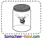 Samacheer Kalvi 3rd Standard English Guide Term 1 Chapter 2 The Insects 57