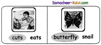 Samacheer Kalvi 3rd Standard English Guide Term 1 Chapter 2 The Insects 61