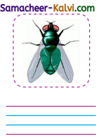 Samacheer Kalvi 3rd Standard English Guide Term 1 Chapter 2 The Insects 68