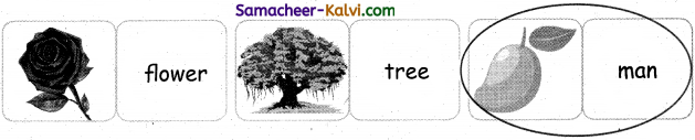Samacheer Kalvi 3rd Standard English Guide Term 3 Chapter 1 Our Leafy Friends 10