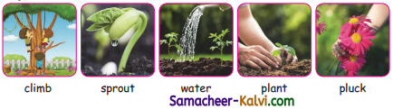 Samacheer Kalvi 3rd Standard English Guide Term 3 Chapter 1 Our Leafy Friends 12