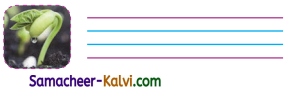 Samacheer Kalvi 3rd Standard English Guide Term 3 Chapter 1 Our Leafy Friends 15