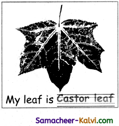 Samacheer Kalvi 3rd Standard English Guide Term 3 Chapter 1 Our Leafy Friends 48