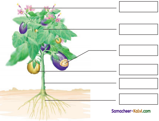 Samacheer Kalvi 3rd Standard Science Guide Term 2 Chapter 3 Plants 1