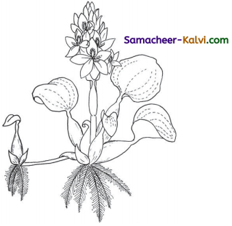 Samacheer Kalvi 3rd Standard Science Guide Term 2 Chapter 3 Plants 14