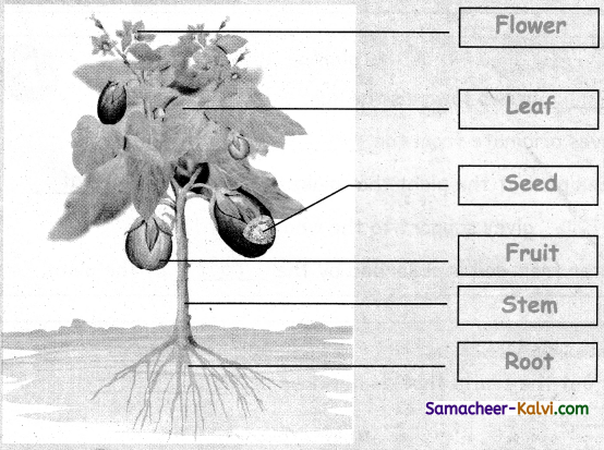 Samacheer Kalvi 3rd Standard Science Guide Term 2 Chapter 3 Plants 2