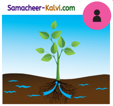 Samacheer Kalvi 3rd Standard Science Guide Term 2 Chapter 3 Plants 3