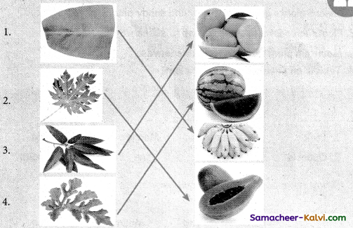 Samacheer Kalvi 3rd Standard Science Guide Term 2 Chapter 3 Plants 5