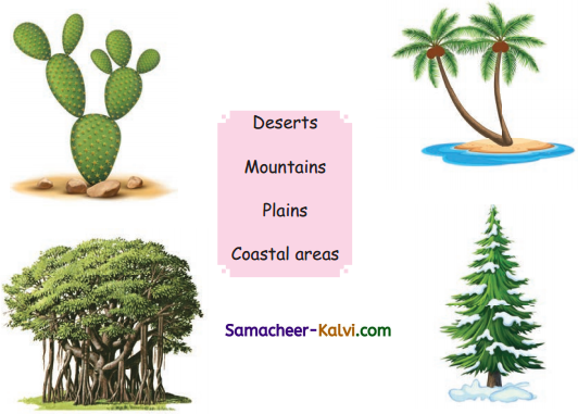 Samacheer Kalvi 3rd Standard Science Guide Term 2 Chapter 3 Plants 6