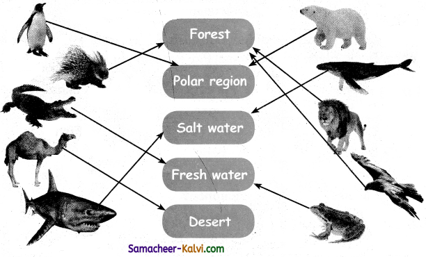 Samacheer Kalvi 3rd Standard Science Guide Term 3 Chapter 2 Animal Life 11