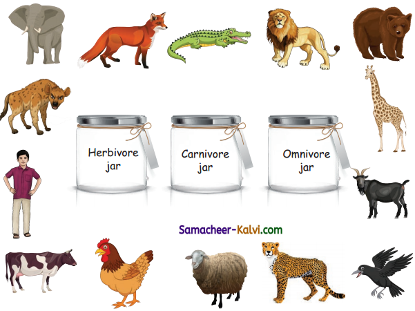 Samacheer Kalvi 3rd Standard Science Guide Term 3 Chapter 2 Animal Life 25